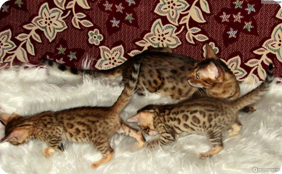 Бенгальские котята Коломна
