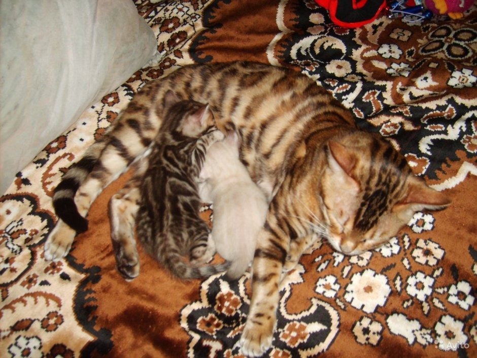 Бенгальская кошка котята Новорожденные