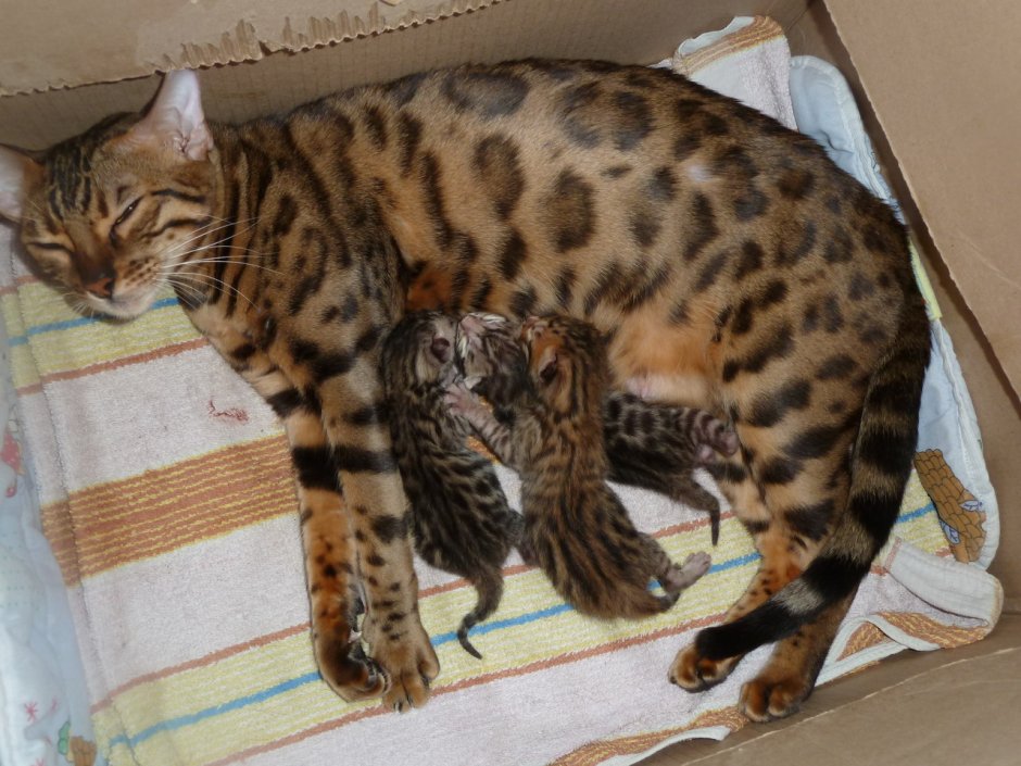 Бенгальская кошка отличительные черты