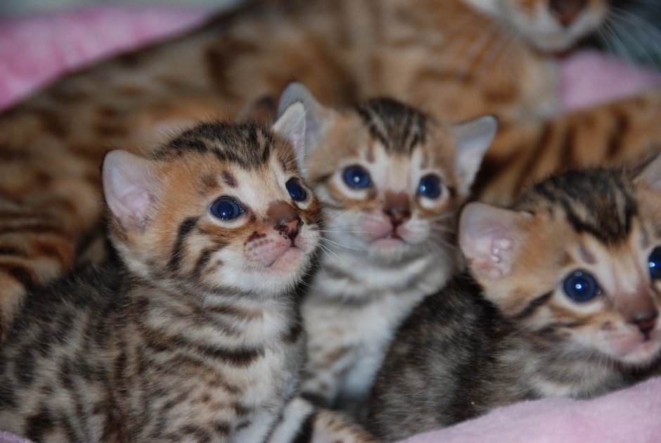 Бенгальский кот тор
