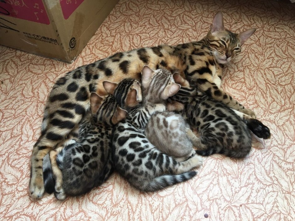 Бенгальская кошка животик