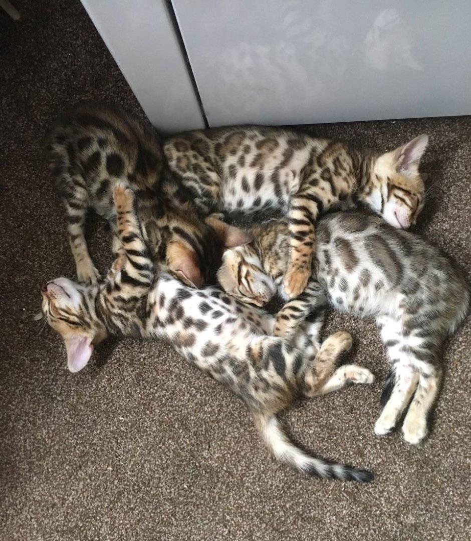 Бенгальский кот