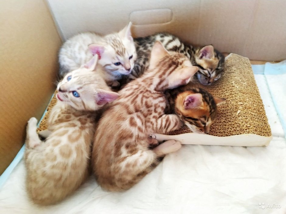 Кошки маленькие породистые бенгальские