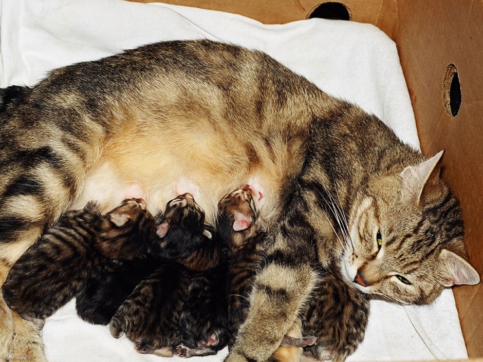 Котенок бенгал плащевой