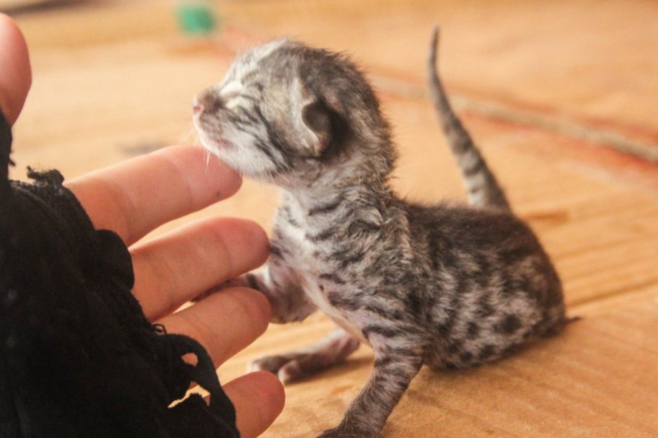 Новорождённые котята бенгальской кошки
