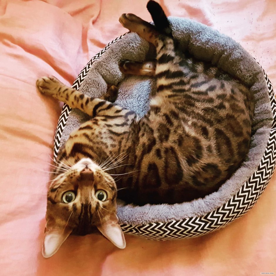 Бенгальские котята Новорожденные
