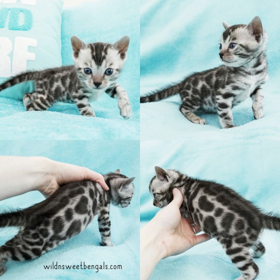 Бенгальские котята Новорожденные