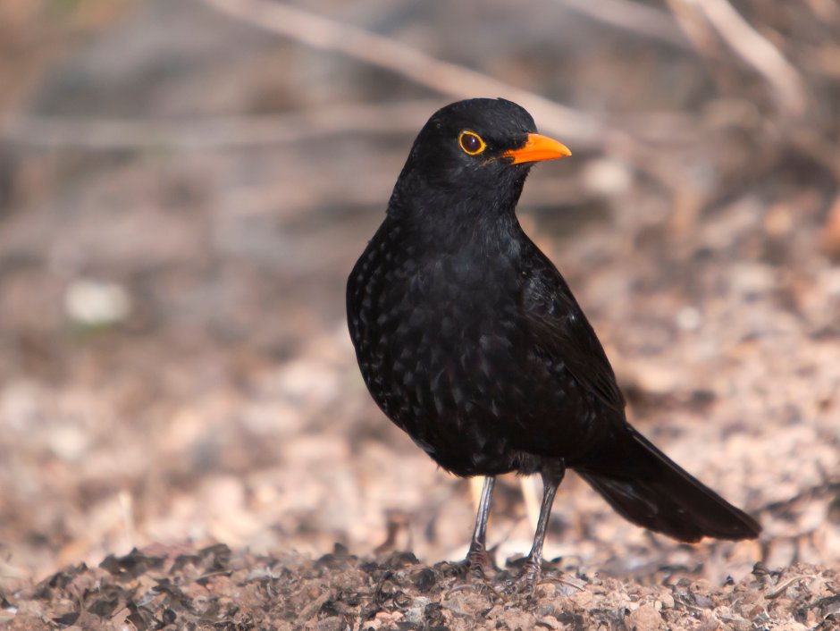 Turdus Serranus