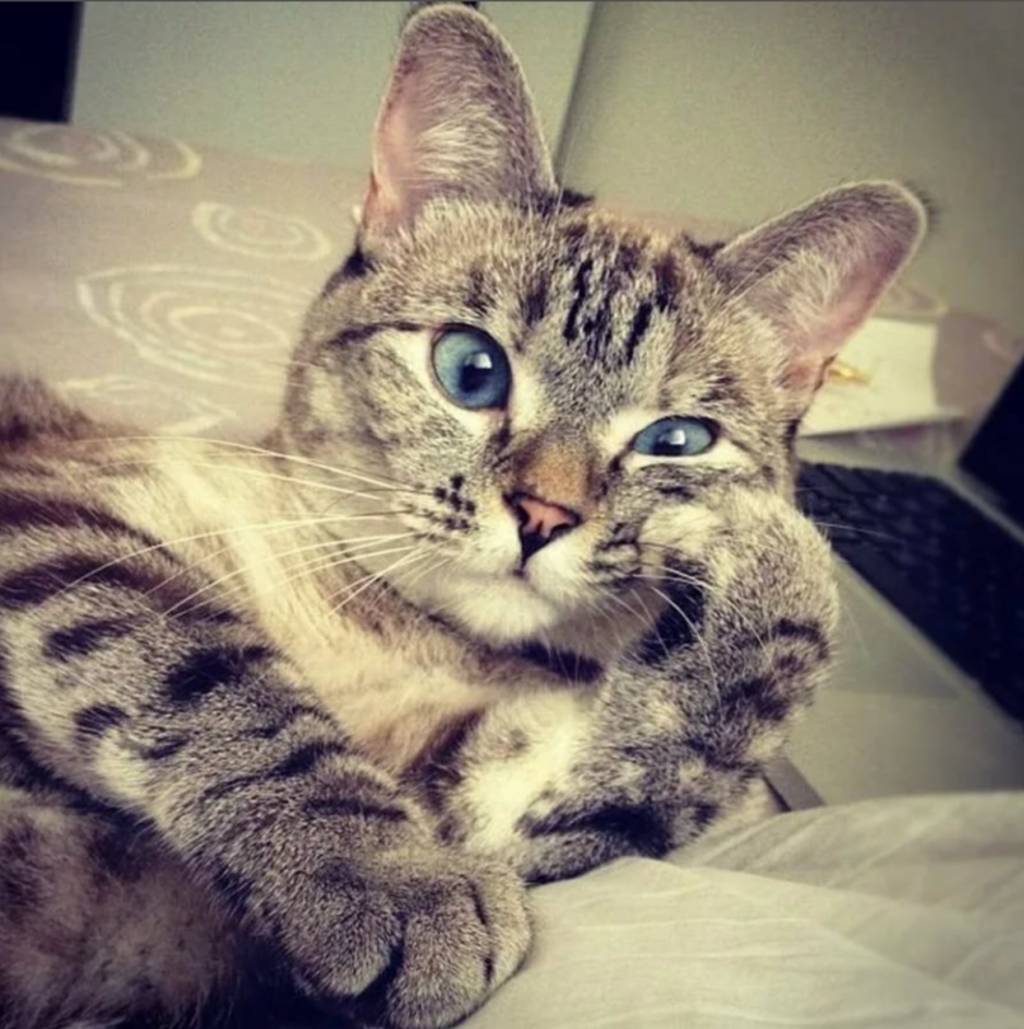 Кот задумчивый