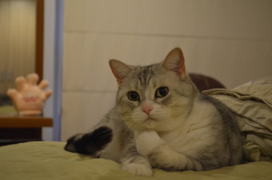 Задумчивый кот Мем