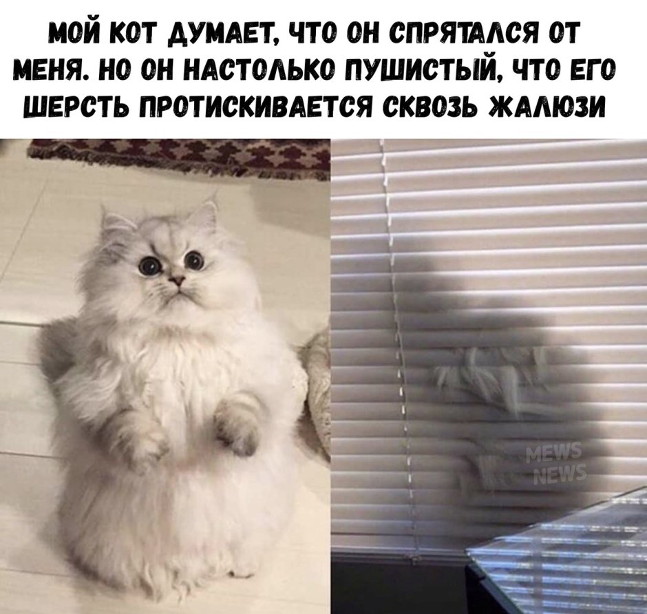Котик задумался Мем