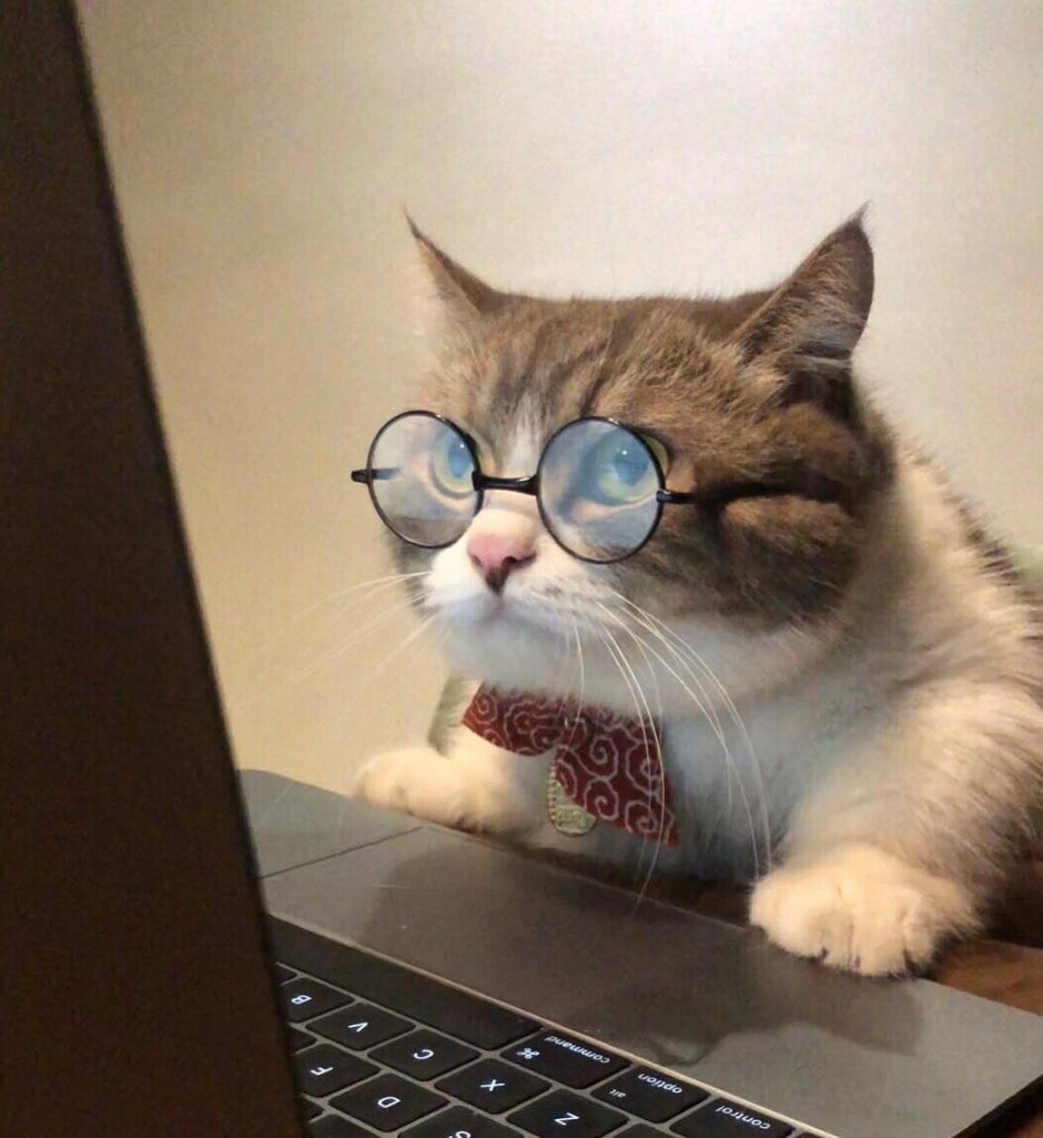 Кот задумчивый