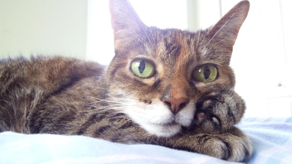 Кот задумался