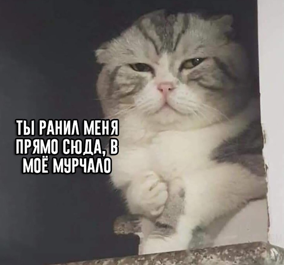 Ты ранил меня в самое мурчало