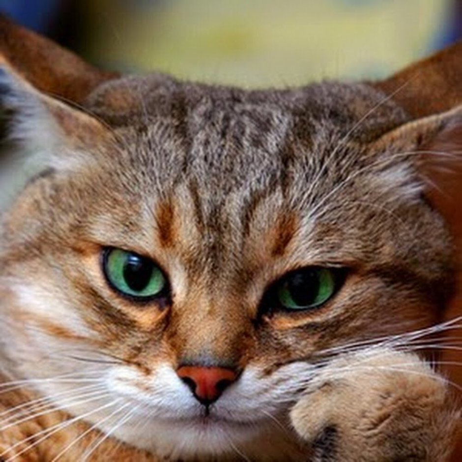 Хитрый котик