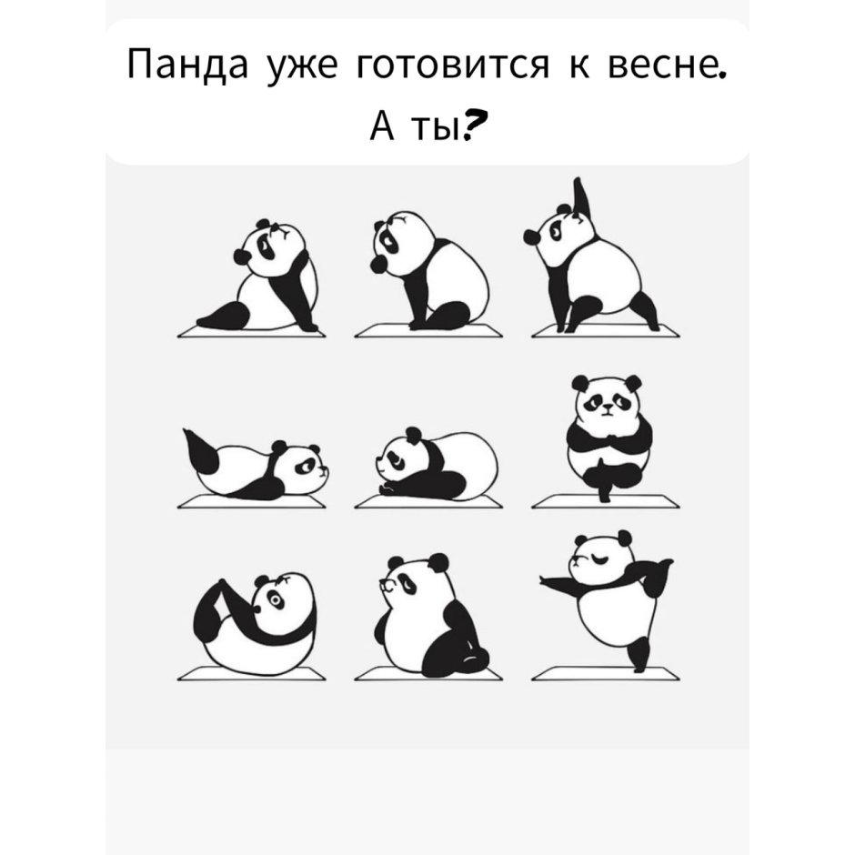 Панда занимается йогой