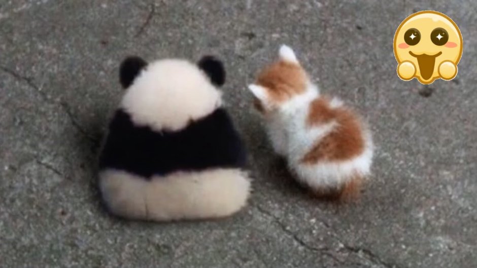 Милый котик Панда