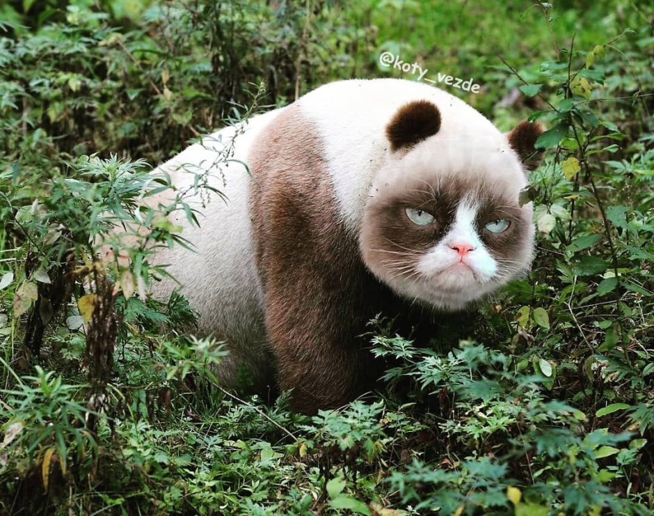 Кошка Панда порода