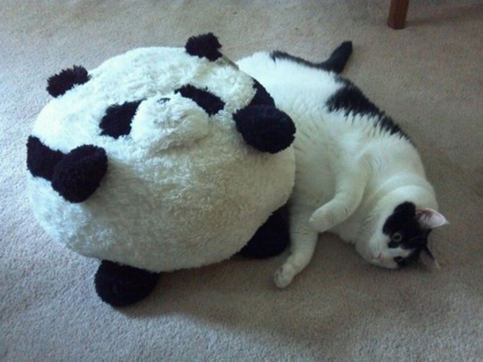 Коты панды