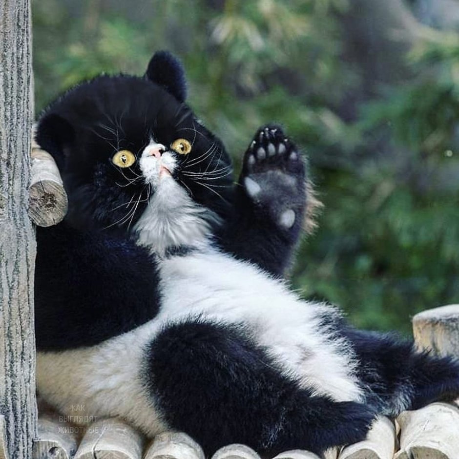 С мордой кота другие животные