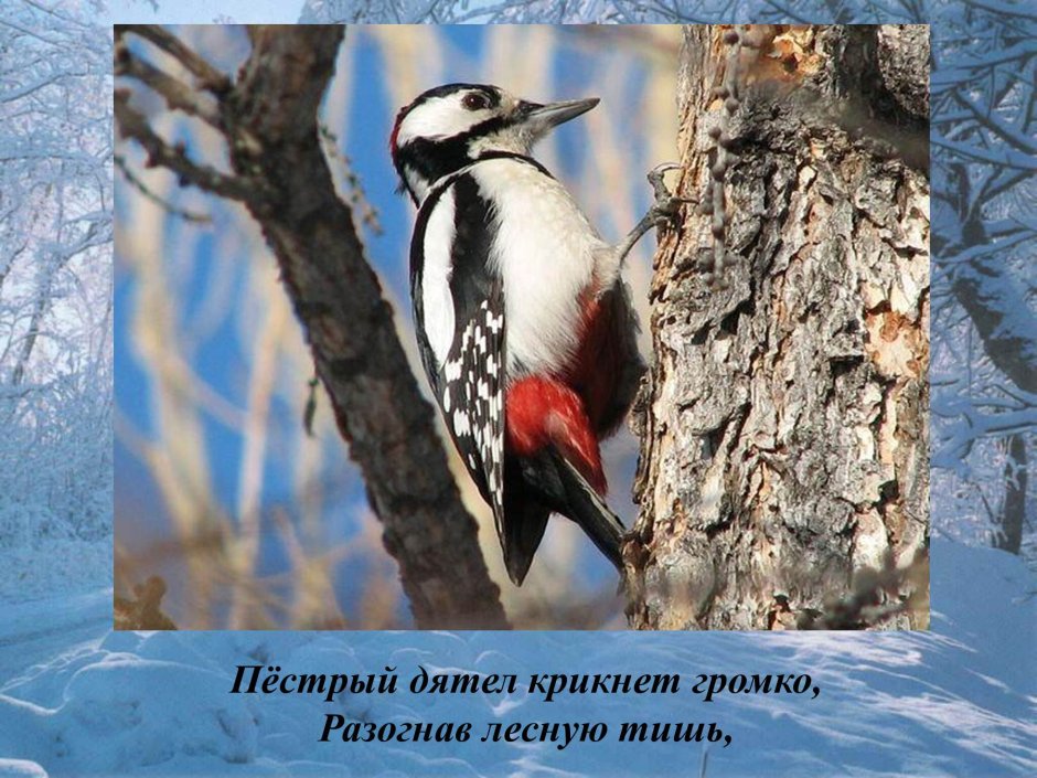 Дятел в Бурятии