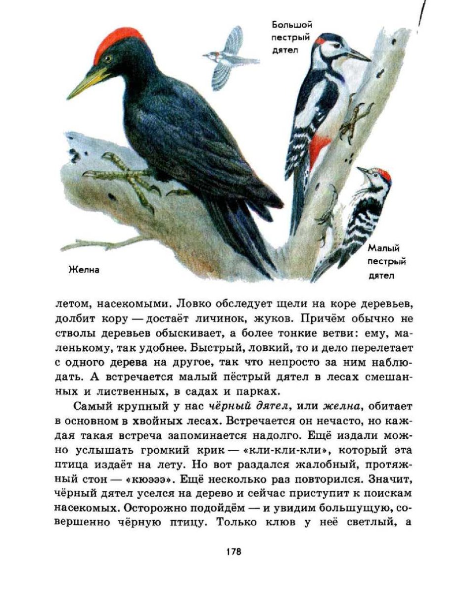Плешаков зеленые страницы дятлы