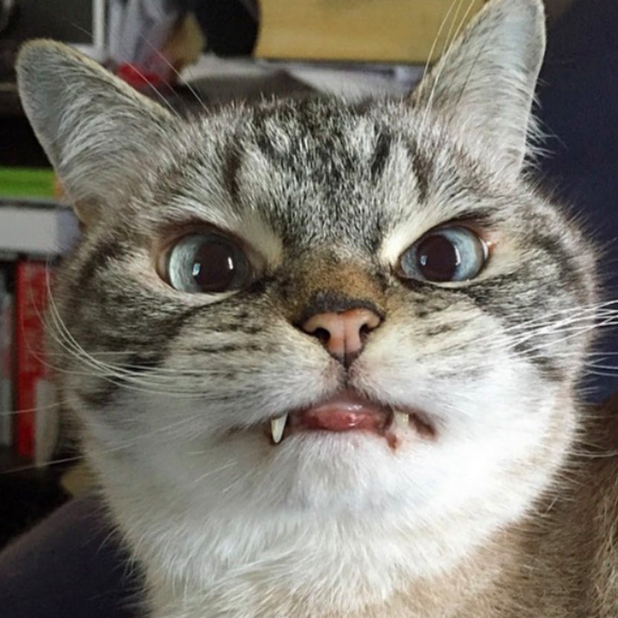 Кот с клыком Мем