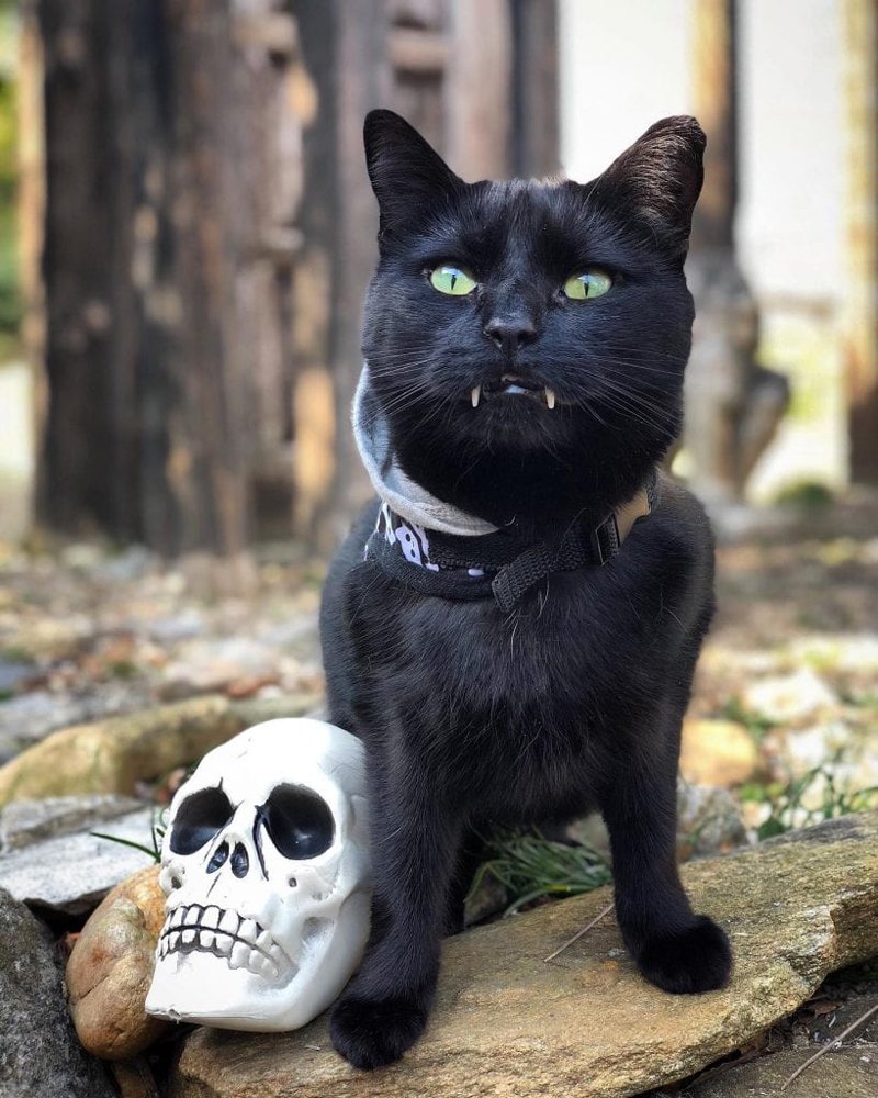 Смешной кот с клыками