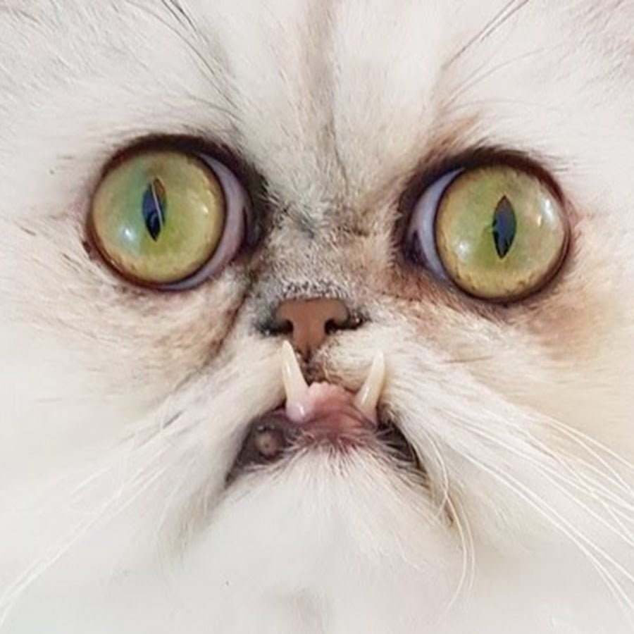 За Орду Мем с котом