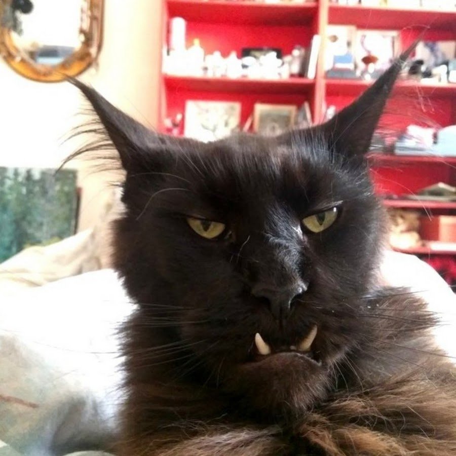 Злая черная кошка