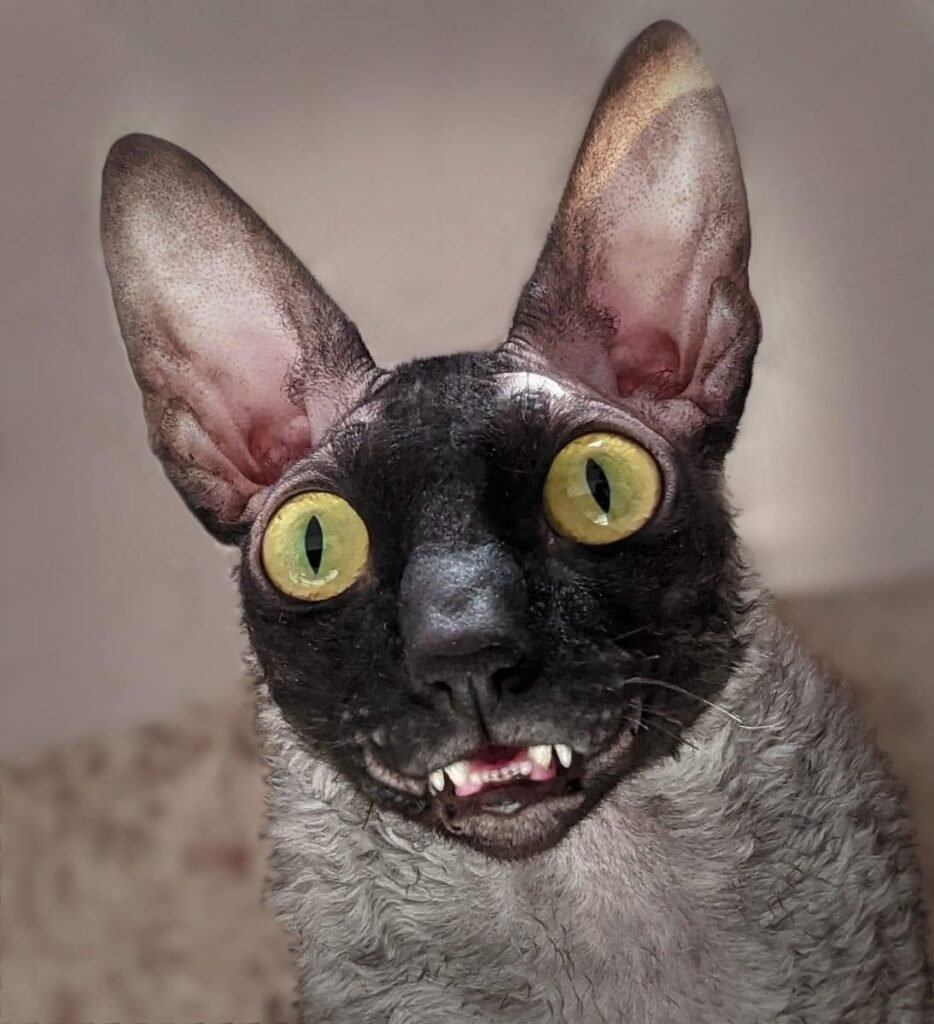 Кошка с большими клыками