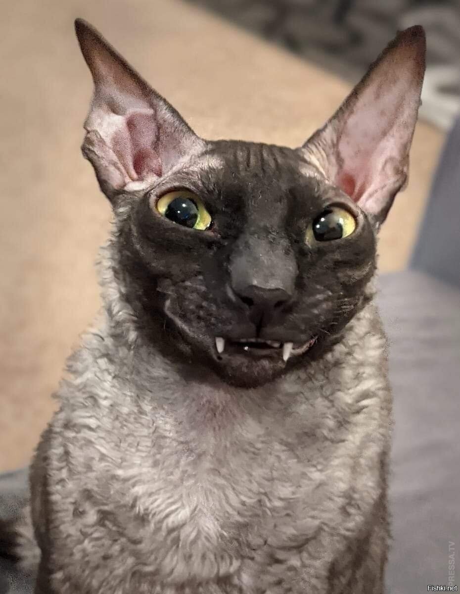 Беззубый кот