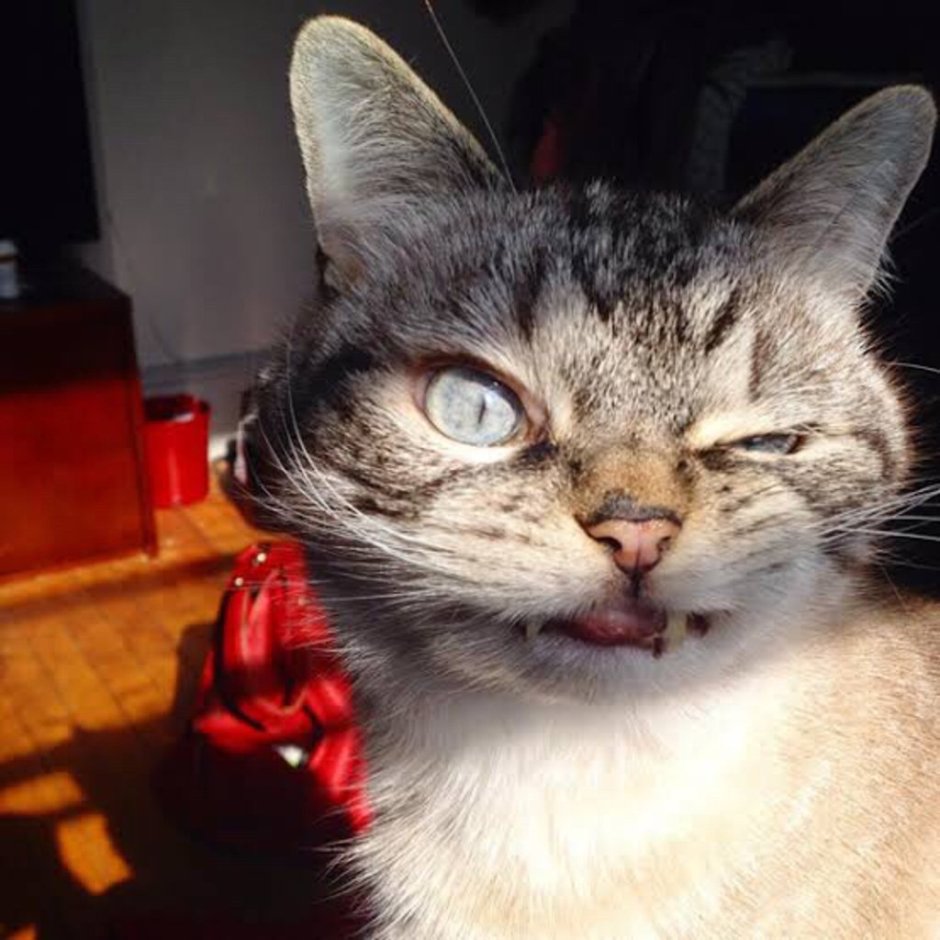 Кот орк локтар Огар