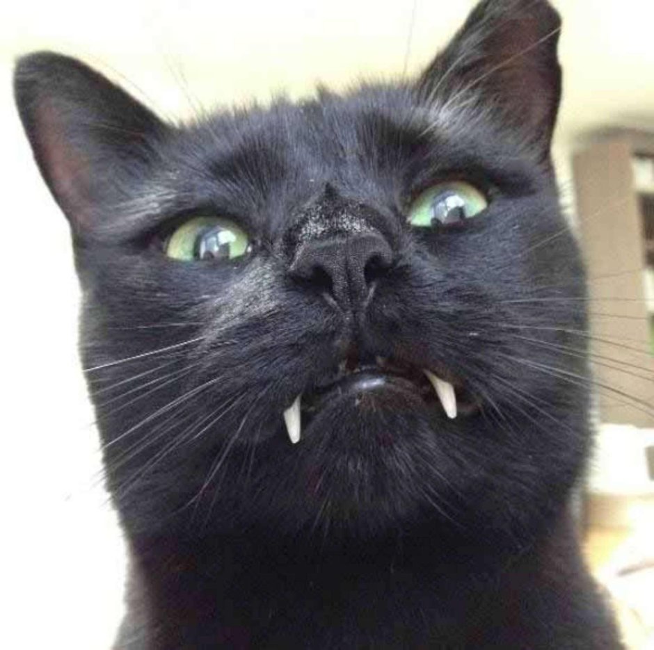 Злой белый котенок