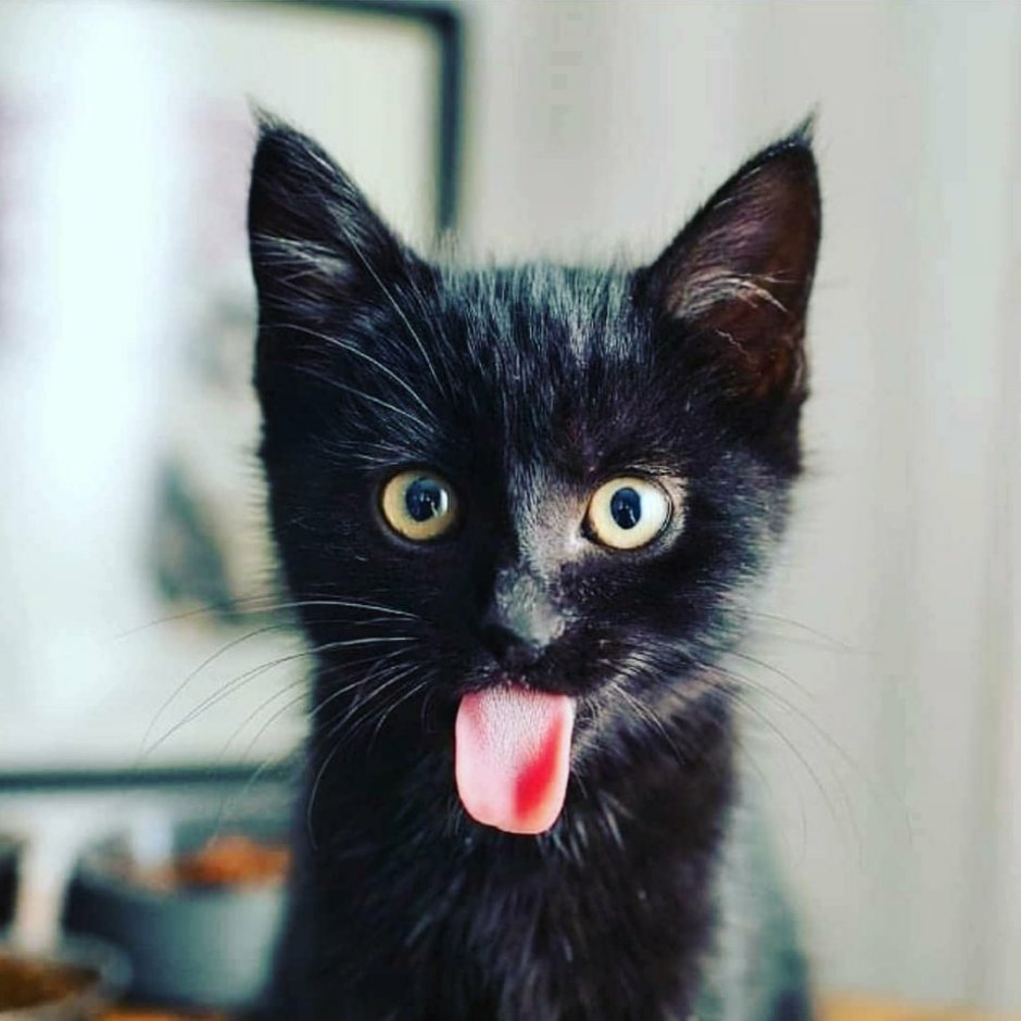 Черный котенок с крыльями