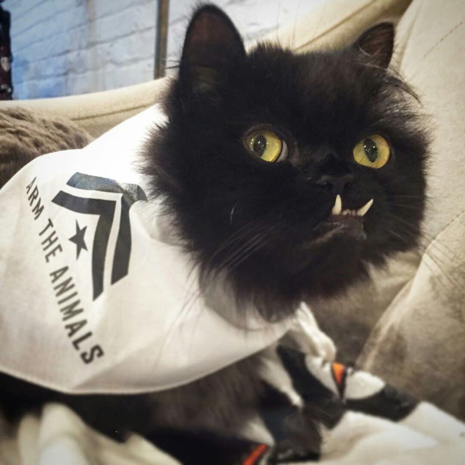 Кот вампир порода