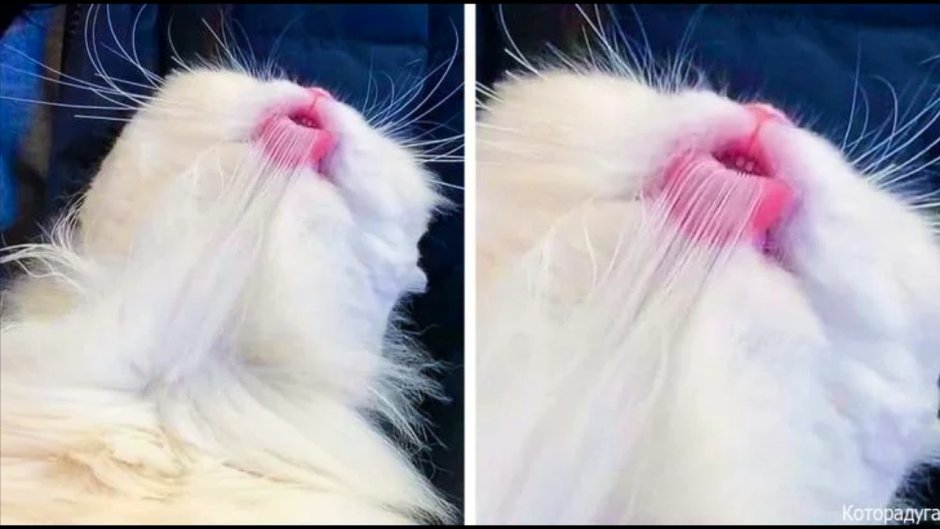 Черный кот с клыками