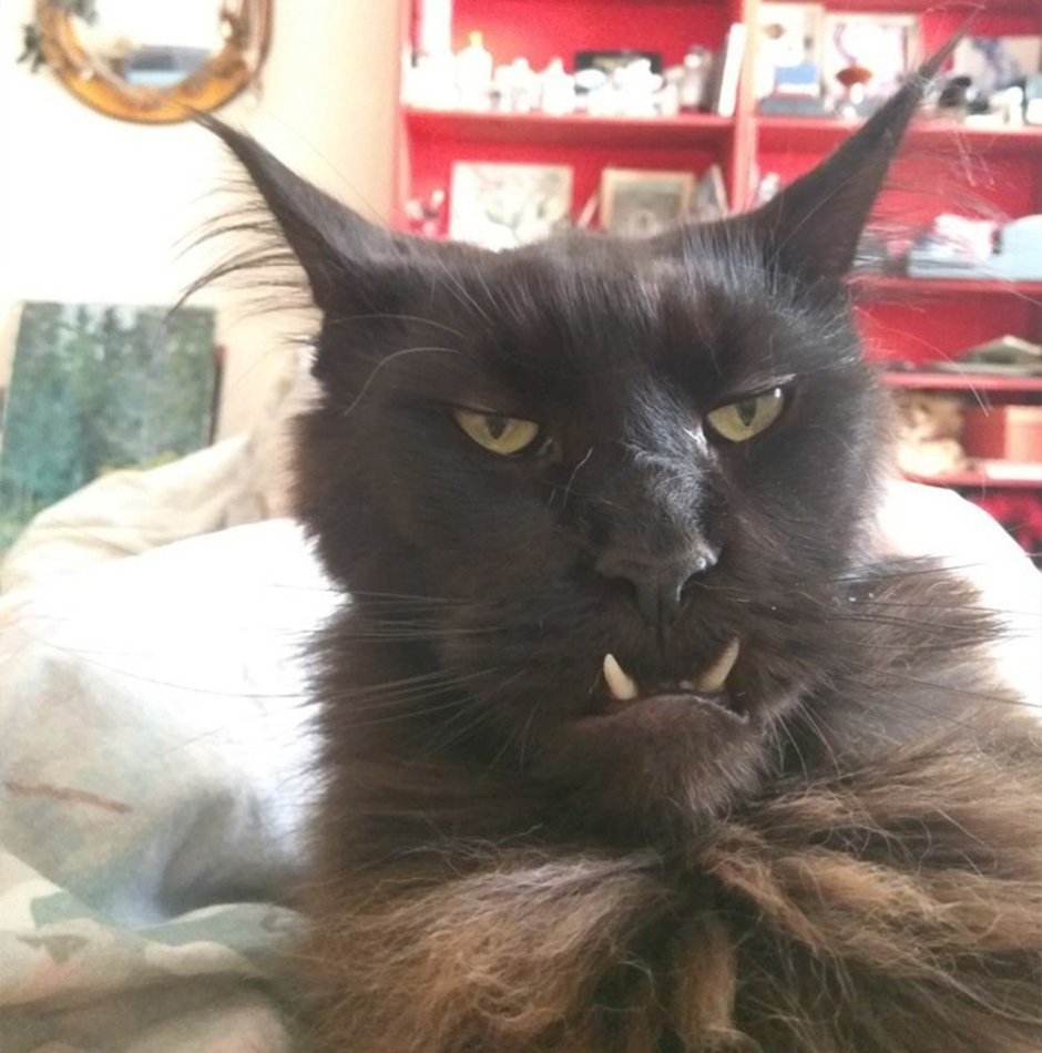 Кот вампир Локи