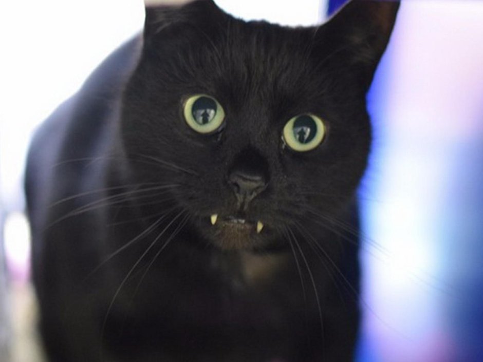 Кот Дракула порода