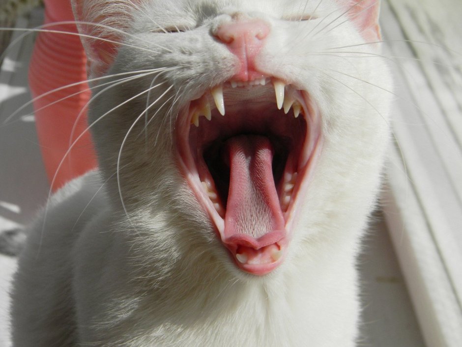 Кот пиксель Корниш рекс