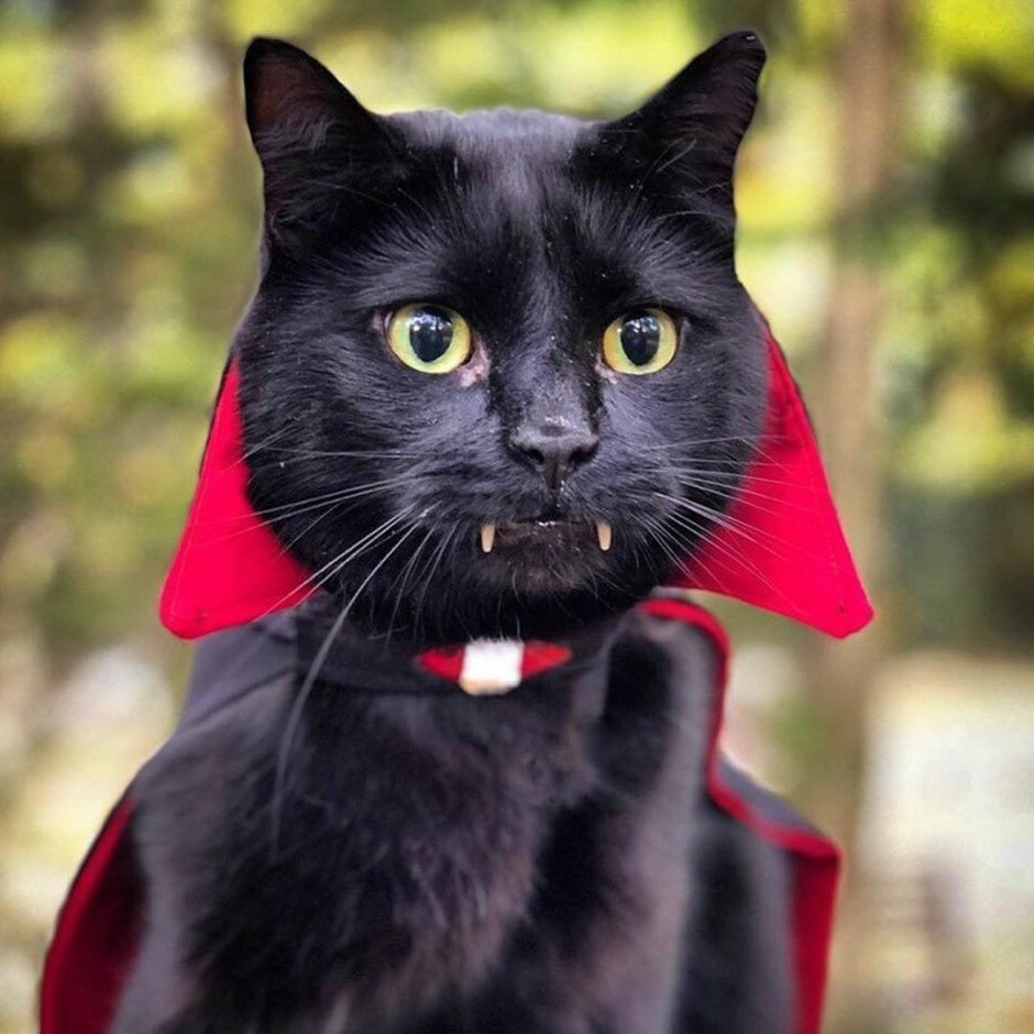 Агрессивный кот