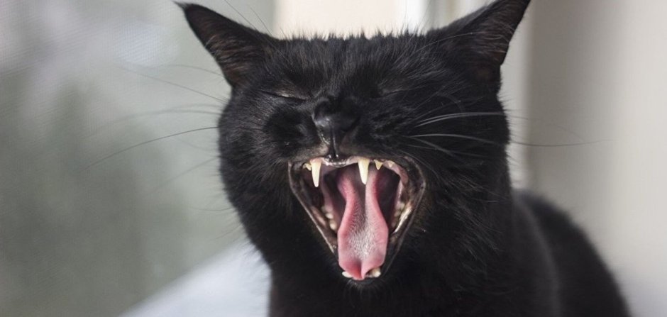 Кошка вампир Локи