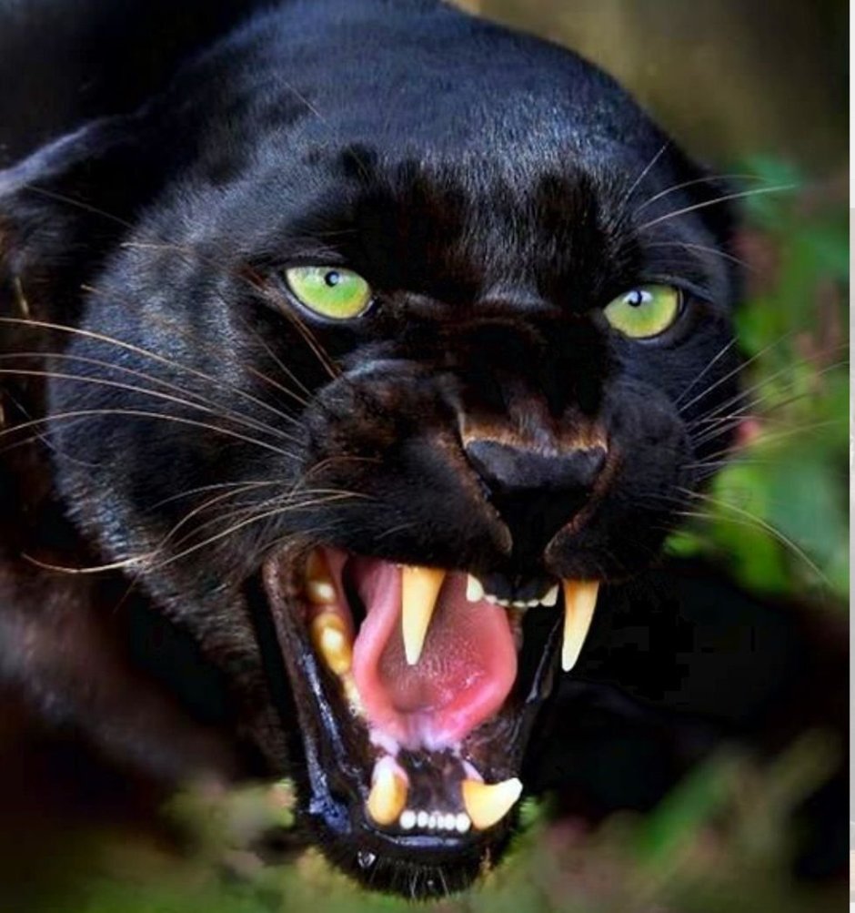 Саблезубый Кугуар