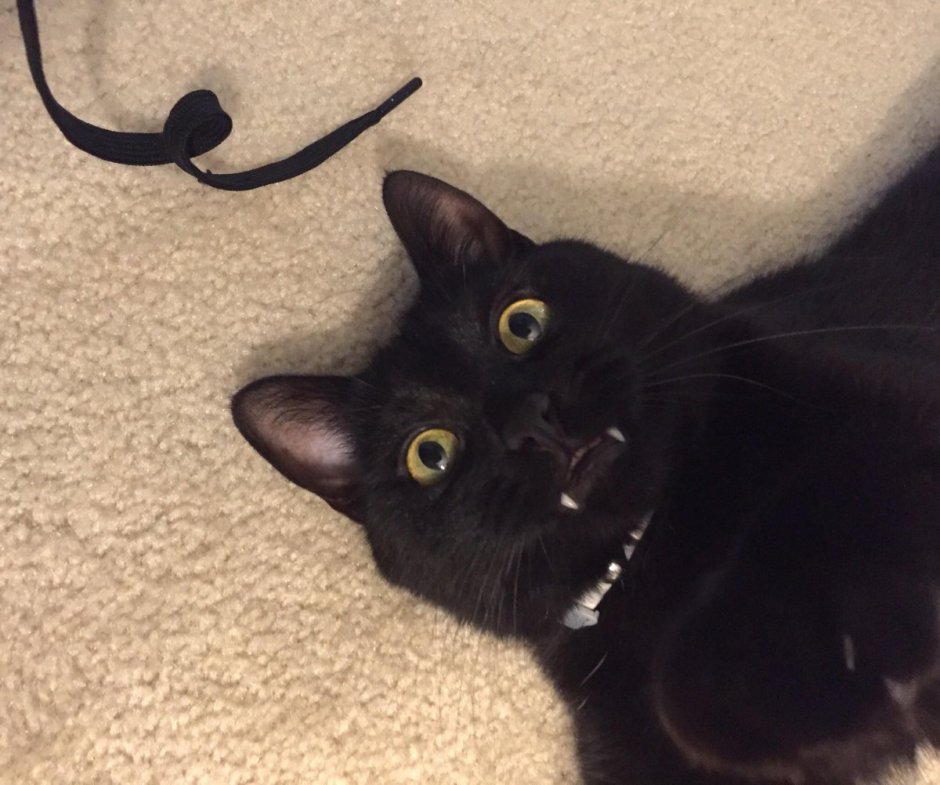 Граф Мрякула Кусь