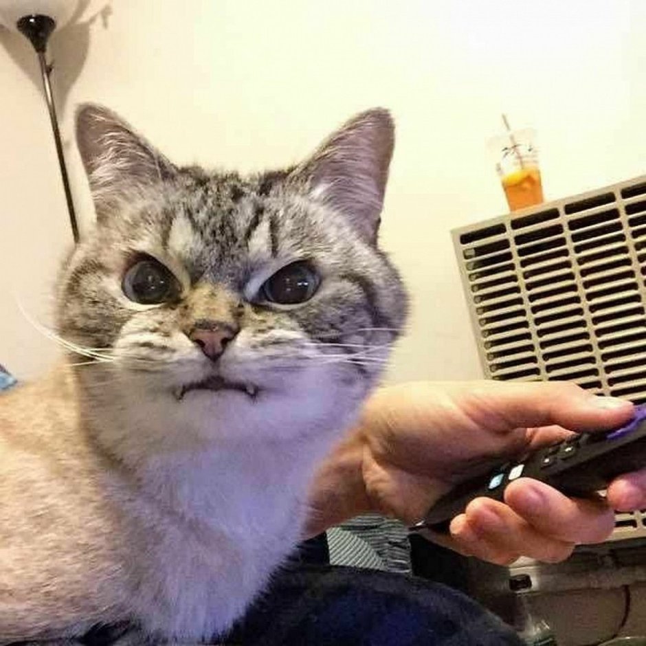 Кот вампир Монк