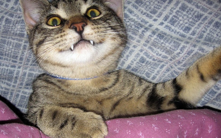 Кот улыбается с зубами