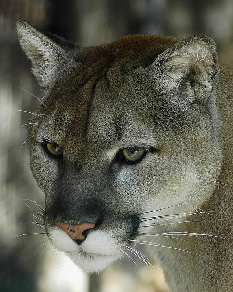 Серая дикая кошка