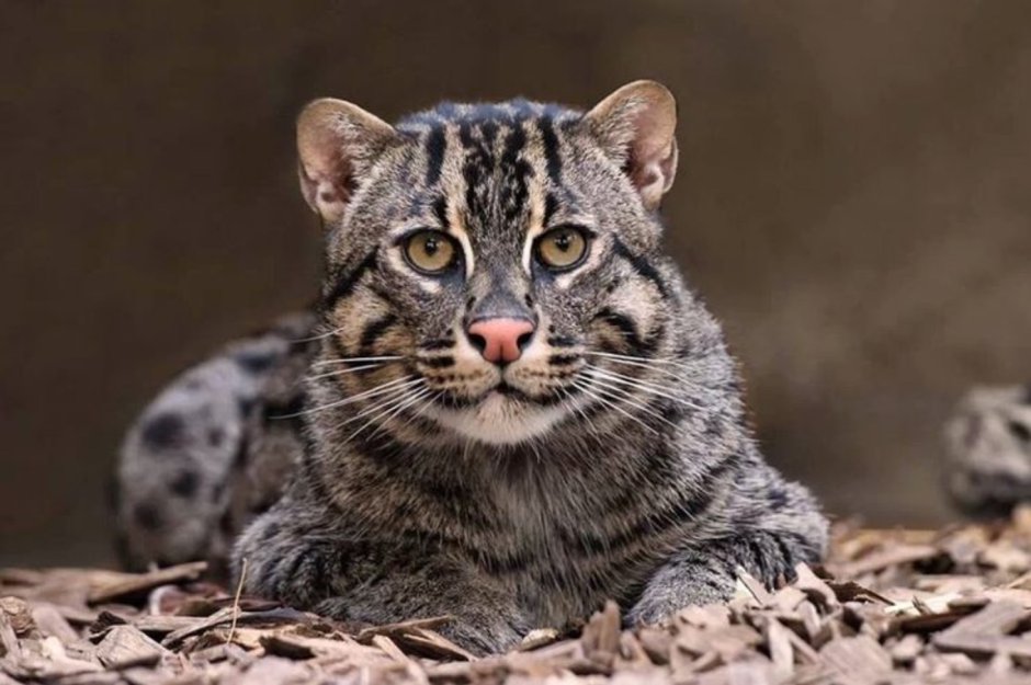 Азиатская кошка