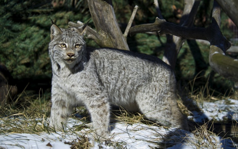 Анатолийская кошка серая