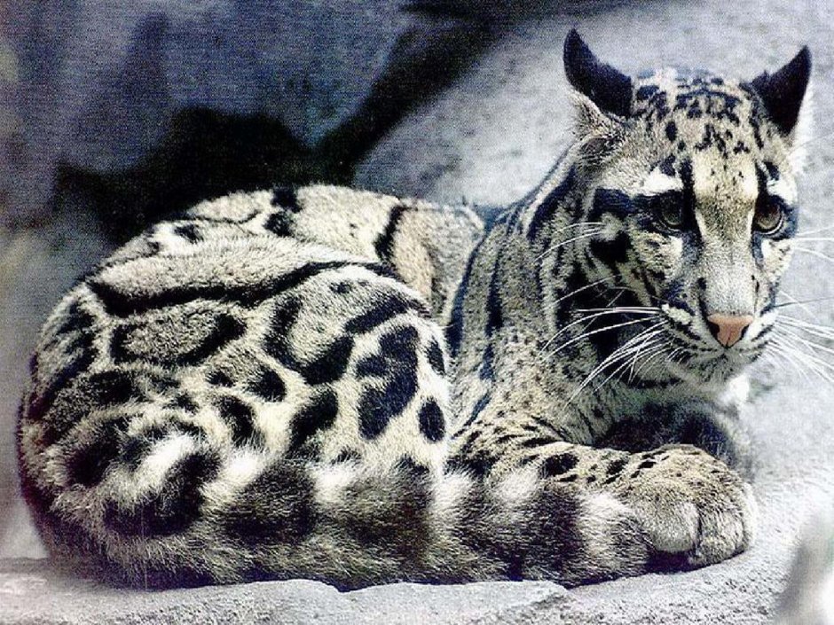 Дикий кот в природе